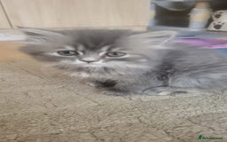 Siberian cats for sale: 5 beautiful Siberian kittens  - Image 21