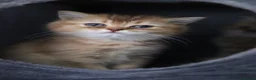 British Shorthair cats for sale: 🌟 Luxury Champion line Golden BSH🌟 - Advert 28