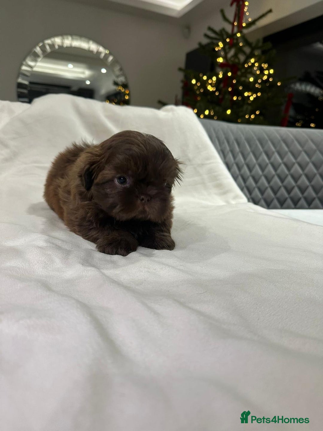 Shih Tzu dogs for sale: kC Imperial Shih tzu Ready now only 1 girl left  - Advert 10