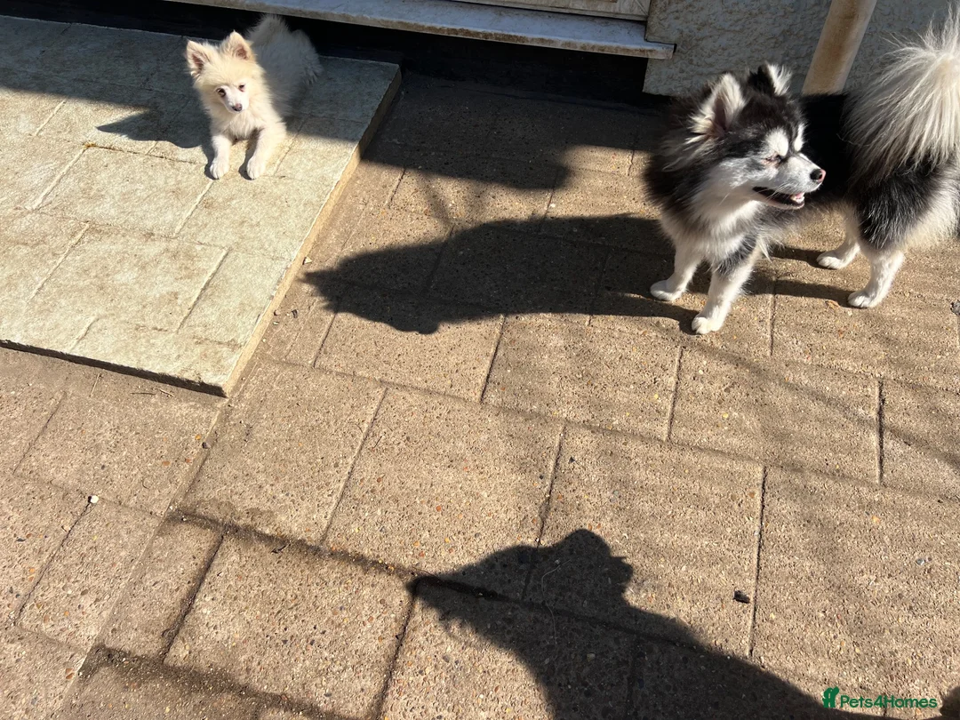 Pomsky dogs for sale: Pomsky Puppy (pending) - Advert 2