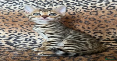 Bengal cats - Advert 2