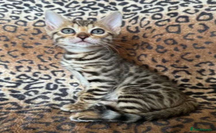 Bengal cats - Advert 15
