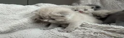 British Shorthair cats for sale: Little teddy bears - Advert 10