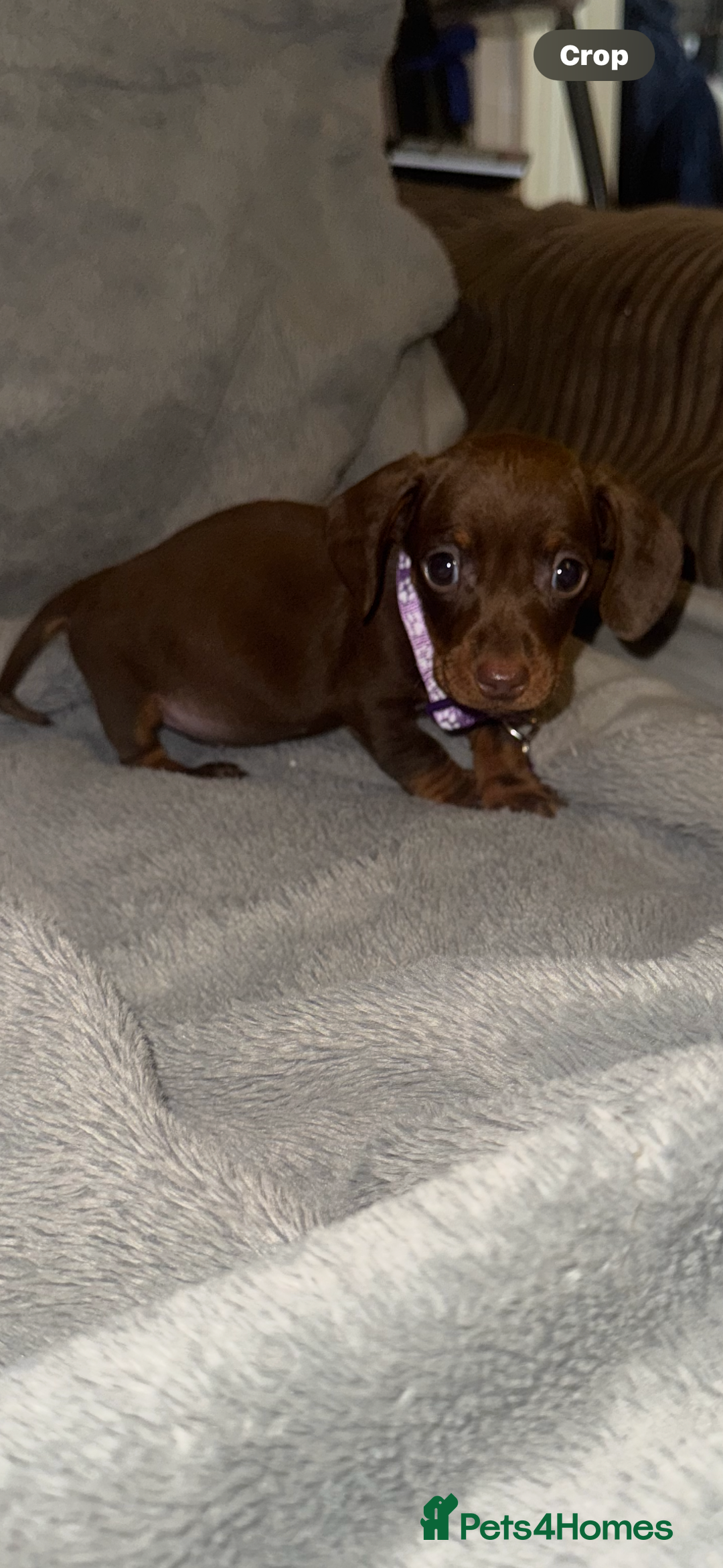 Miniature Dachshund dogs for sale: Miniature dachshund  - Advert 13