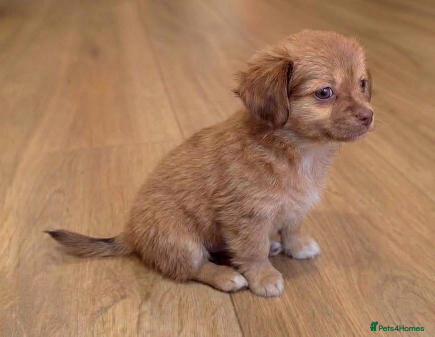 Chihuahua dogs Chihuahua Boy - Ready for loving home - Advert 11