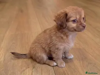 Chihuahua dogs Chihuahua Boy - Ready for loving home - Advert 11