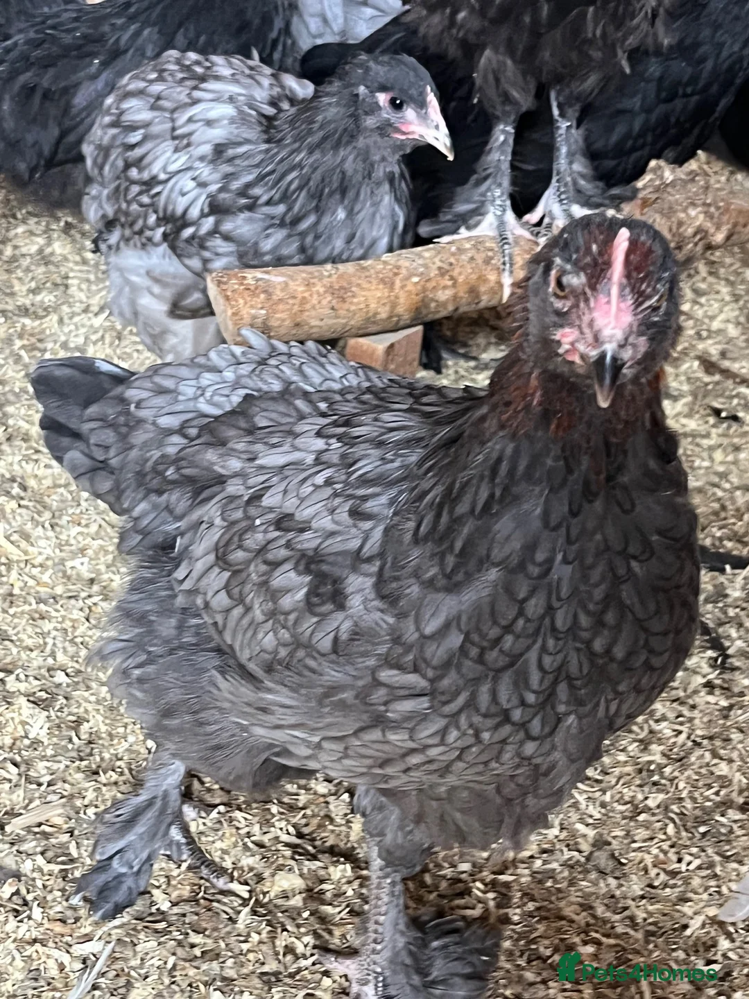 Chickens poultry for sale: Blue and black copper marans - Advert 1