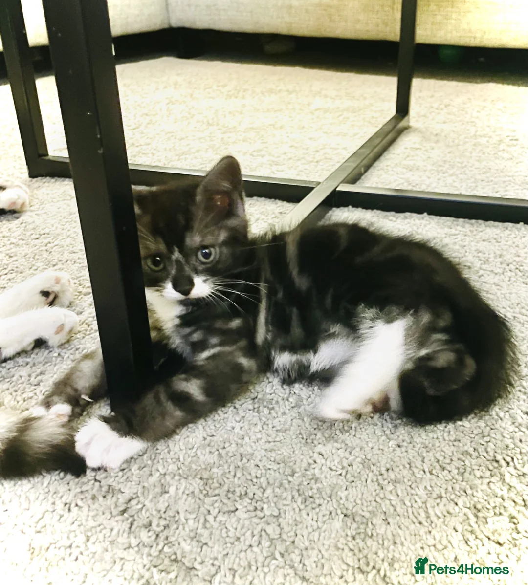Mixed Breed cats for sale: Lovely grey tabby (Mario) - Advert 1