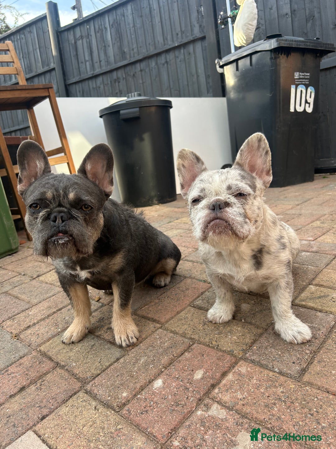 French Bulldog dogs for sale: Wirehair/fluffy French bulldog  - Image 3