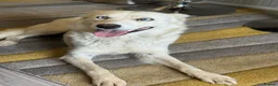 Mixed Breed dogs for adoption: Sweet Rita Needs Love  - Advert 17