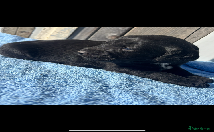 Labradoodle dogs - Advert 11