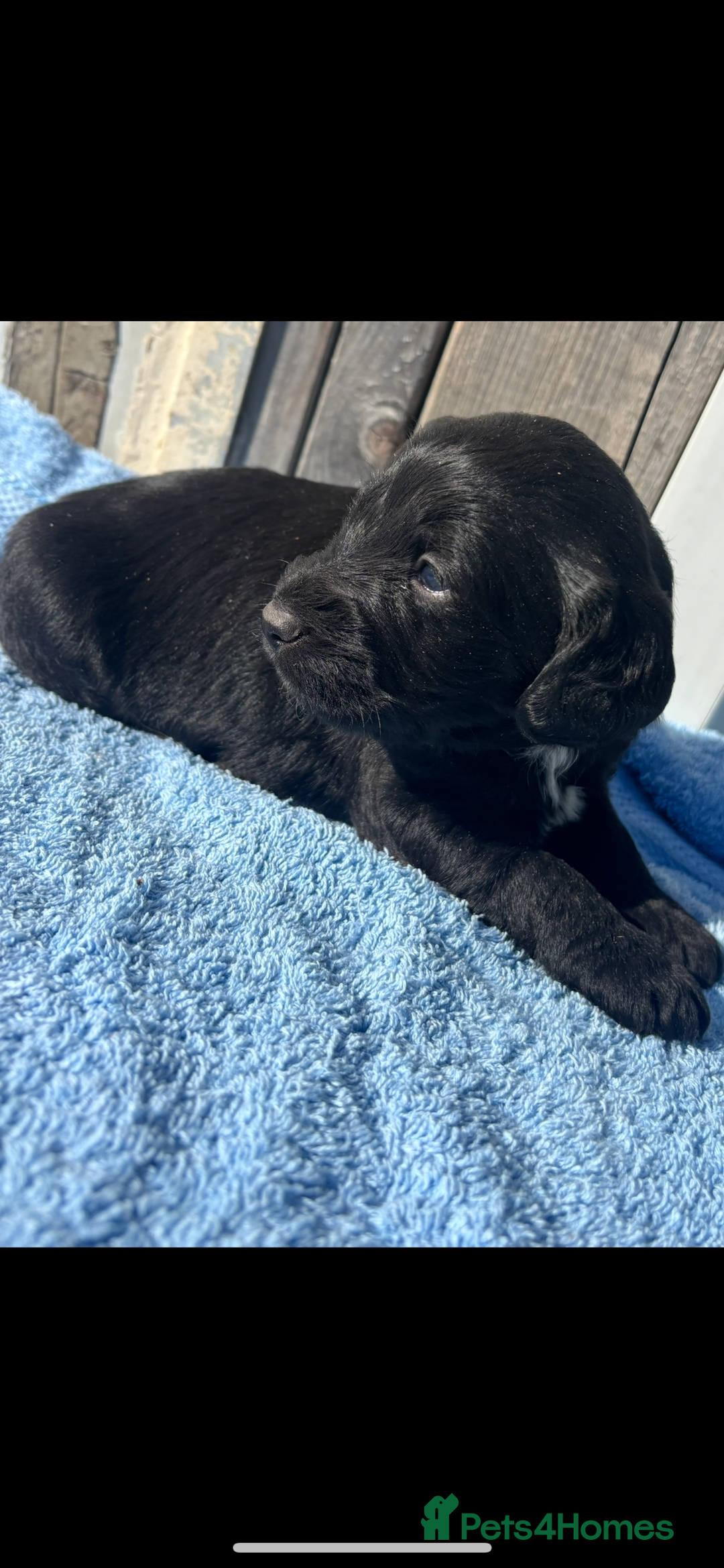 Labradoodle dogs for sale: F1 Labradoodle puppy’s  - Image 6