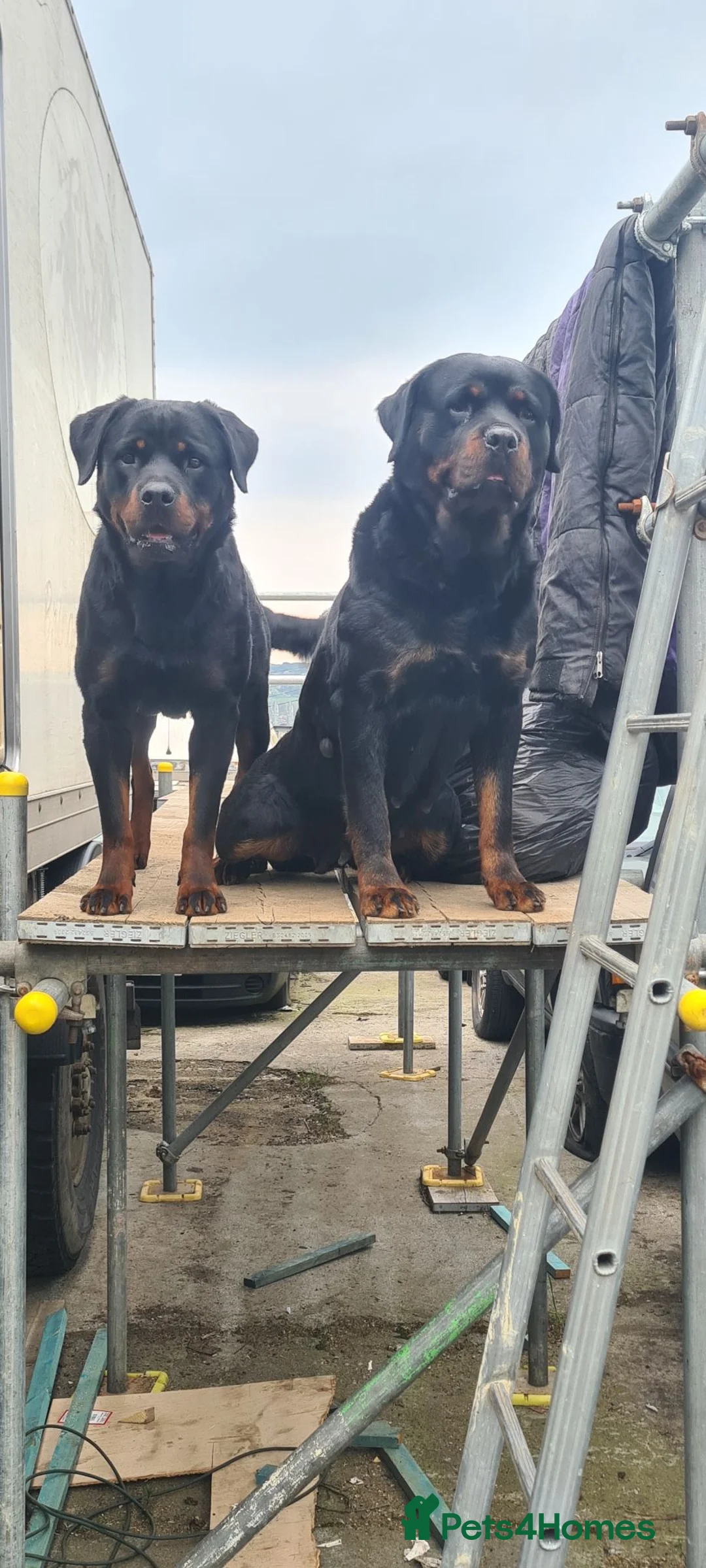 Rottweiler dogs for sale: Pure breed rottweiler puppies not KC reg - Advert 26