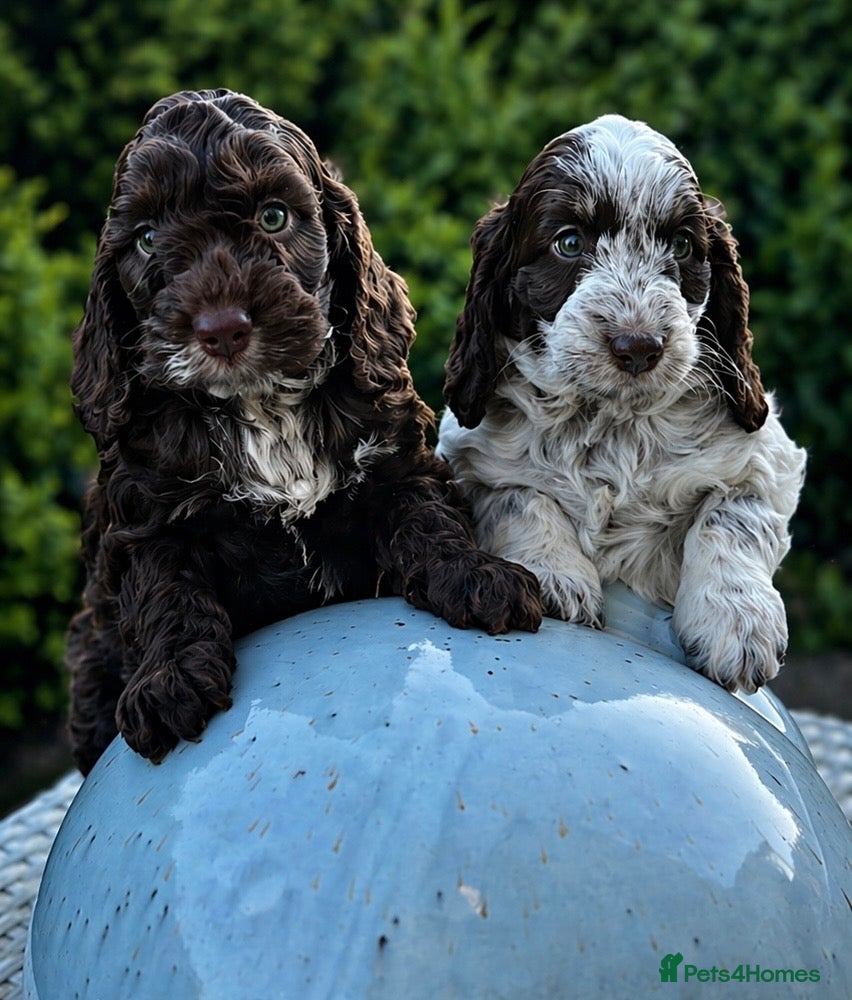 Cockapoo dogs Fabulous F1 cockapoos  - Advert 11