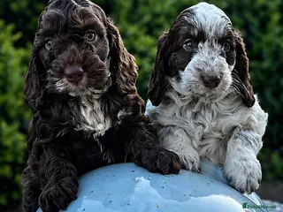 Cockapoo dogs Fabulous F1 cockapoos - Advert 18