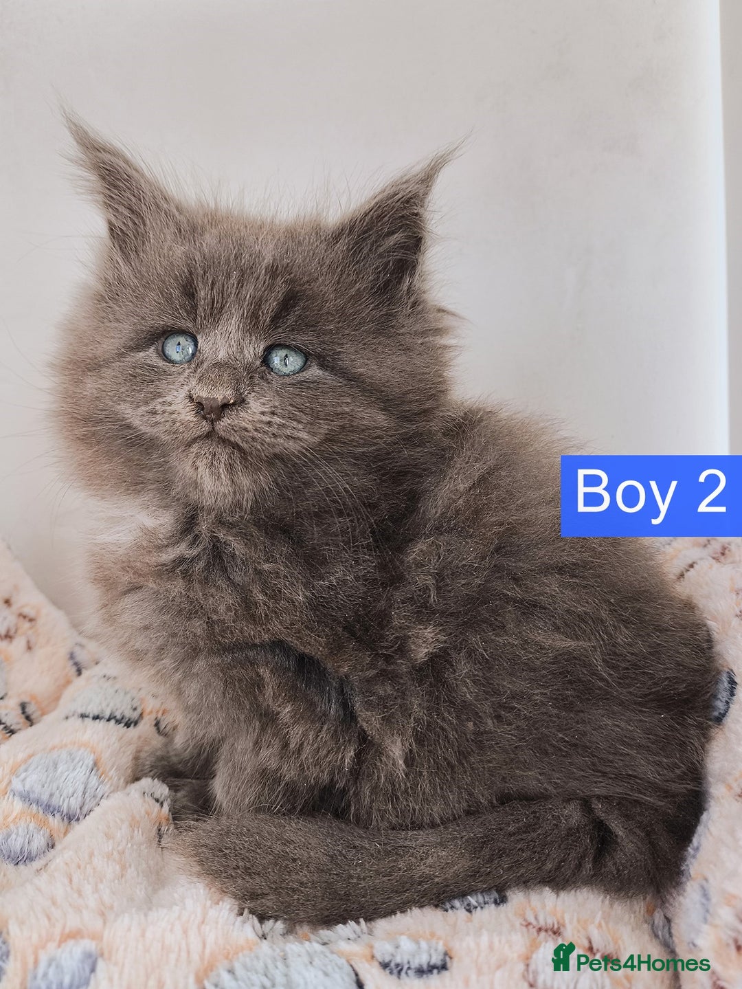 Maine Coon cats for sale: Blue Maine coon kittens + DNA health tested  - Advert 26