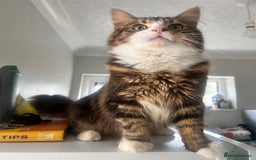 Maine Coon cats for sale: Maincoon mix  - Image 1