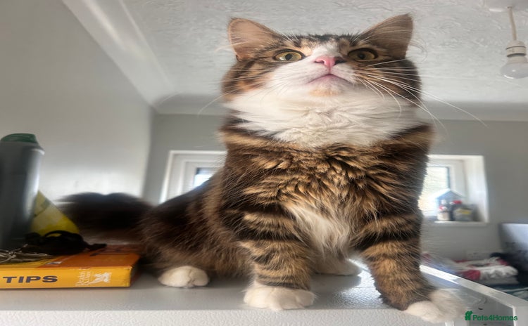 Maine Coon cats - Advert 13