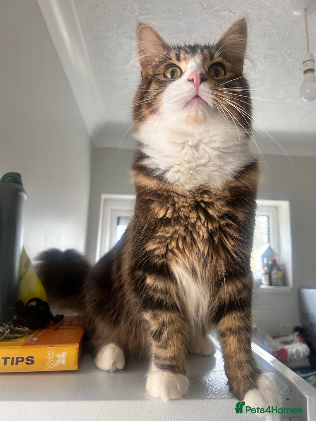 Maine Coon cats for sale: Maincoon mix  - Image 1