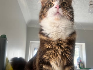 Maine Coon cats - Advert 5