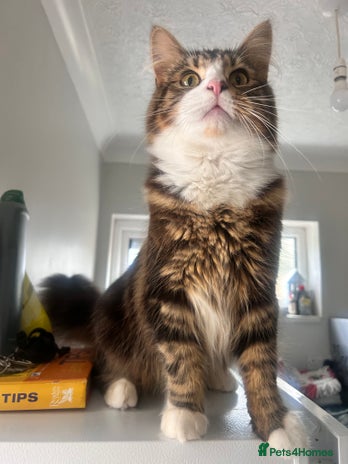 Maine Coon cats - Advert 2