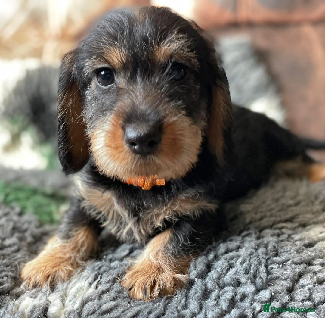 Dachshund dogs for sale: Standard wirehaired (Teckels)  - Image 9