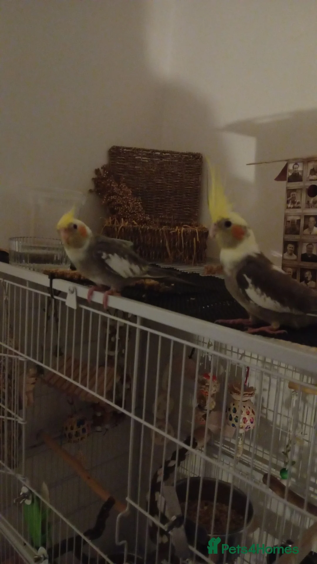 Cockatiels birds for sale: 2 Cockatiels For Sale in Dunfermline - Advert 4