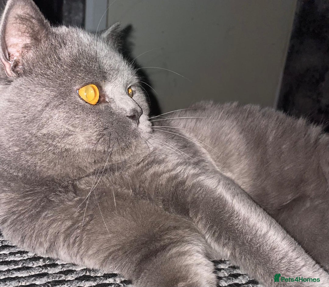 British Shorthair cats for sale: Male British Shorthair  - Advert 3