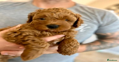 Cockapoo dogs - Advert 10