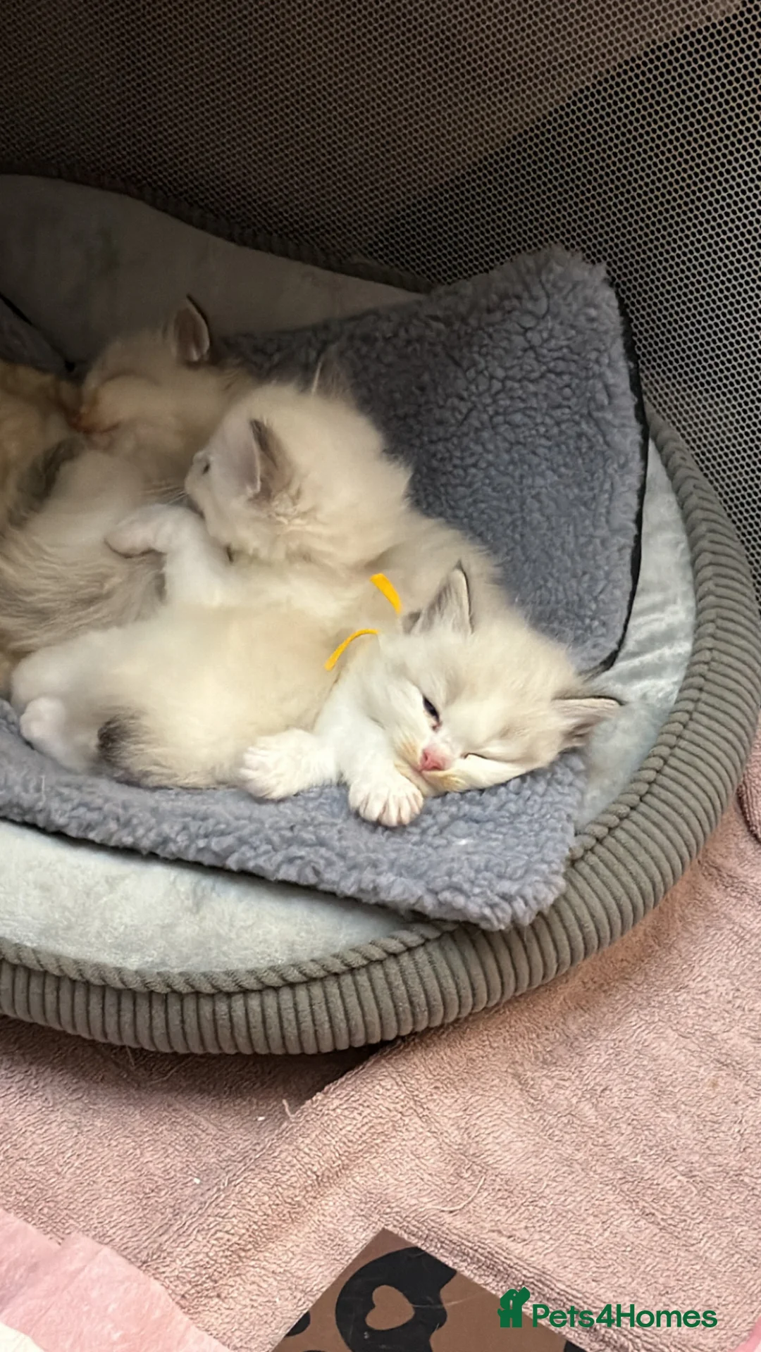 Ragdoll cats for sale: Fluffy Ragdoll kittens  - Advert 2