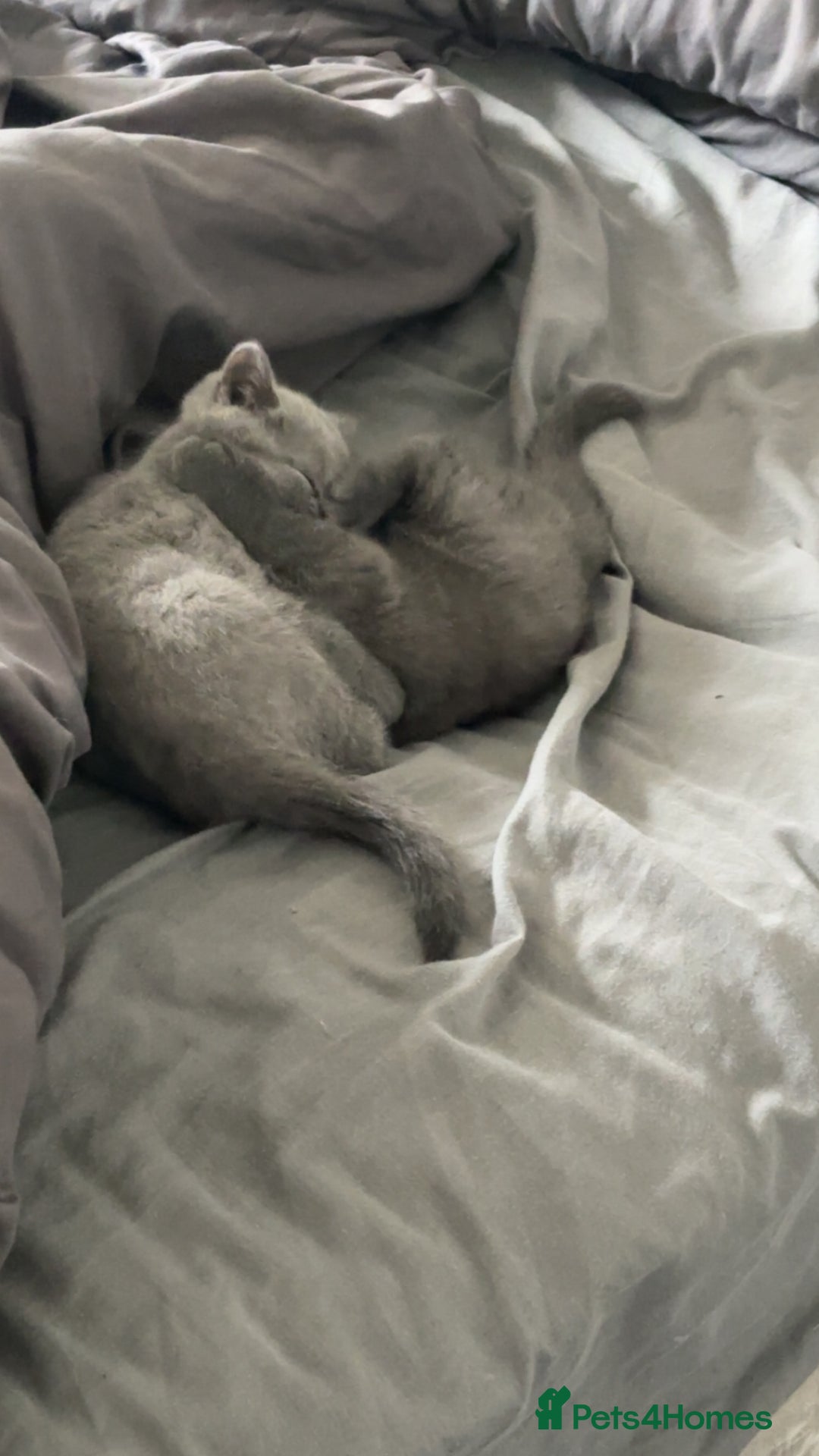 British Shorthair cats for sale: Pure breed British shorthairs  - Image 12