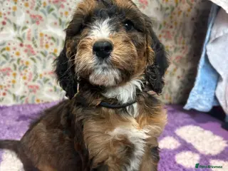 Cockapoo dogs F1 Cockapoo puppies - Advert 17