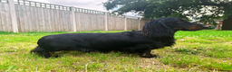 Miniature Dachshund dogs for stud: Black and Tan brindle - Miniature longhair STUD in Manchester - Advert 5