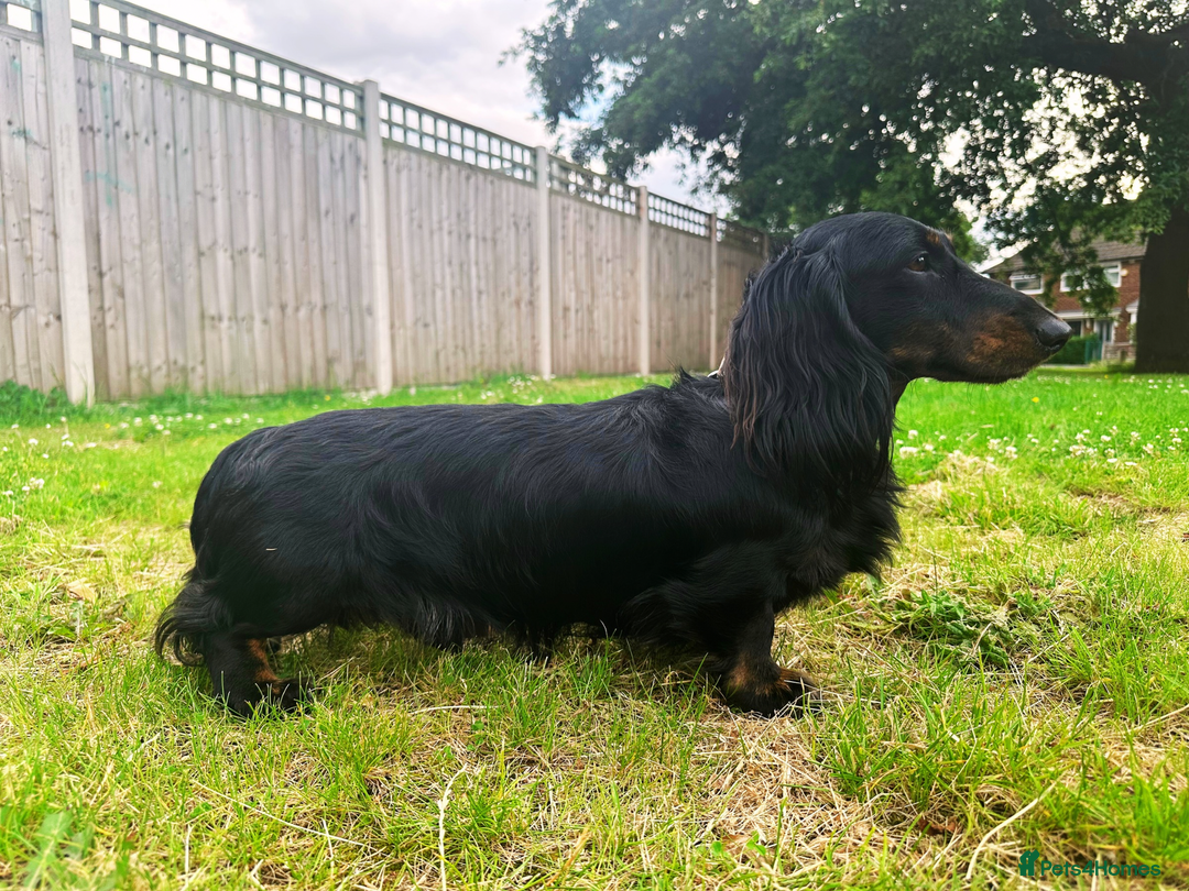 Miniature Dachshund dogs for stud: Black and Tan brindle - Miniature longhair STUD in Manchester - Advert 5