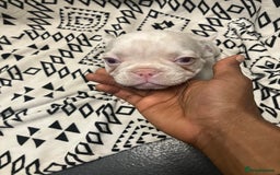 French Bulldog dogs for sale: Beautiful Pink, blue and tan and merl Frenchie’s - Image 14