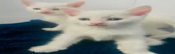 Bengal cats for sale: Snow Bengal/ khao manee kittens - Advert 6