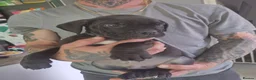 Cane Corso dogs for sale: Cane Corso Puppies for sale  in Hull - Advert 24