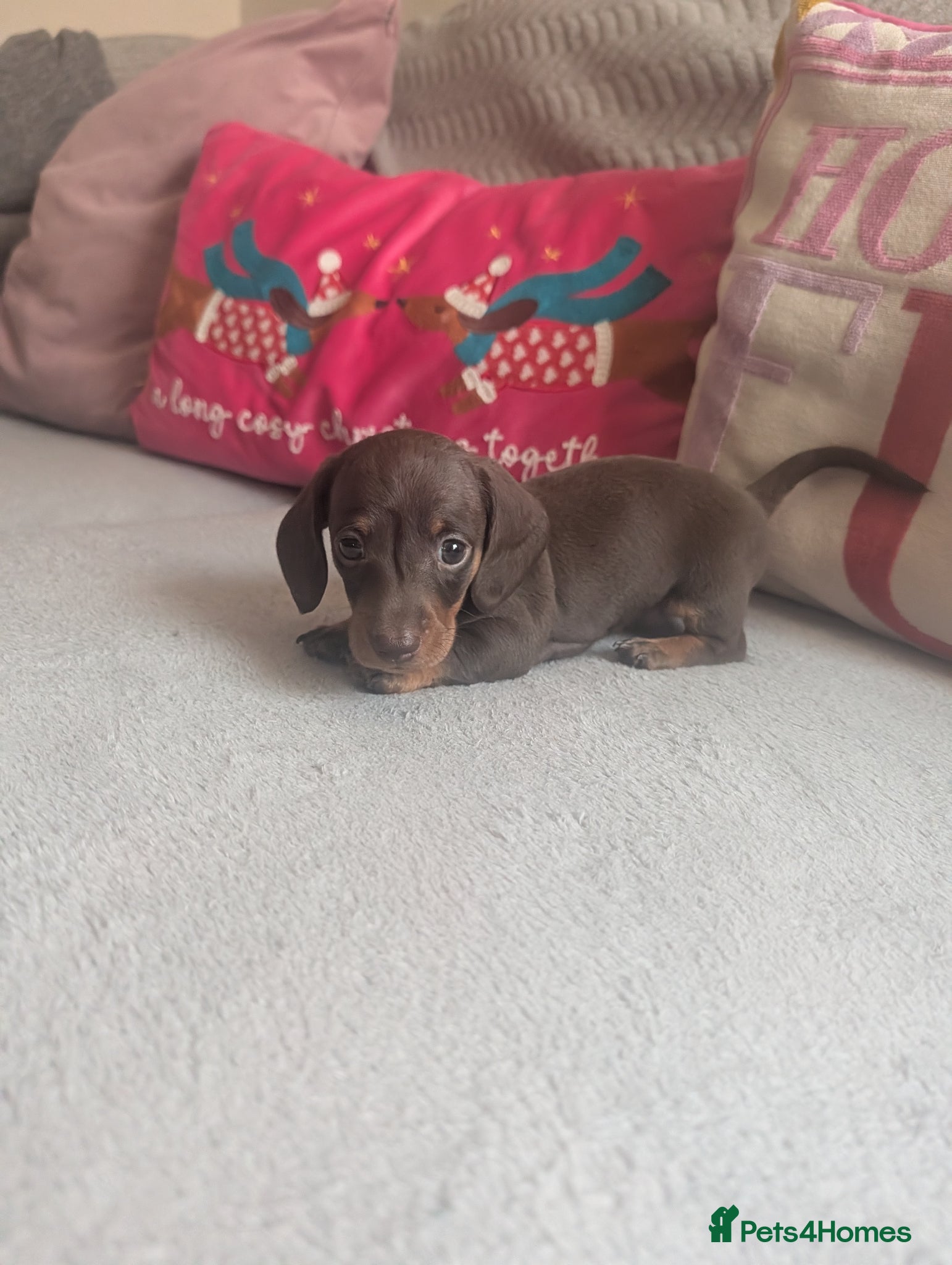 Dachshund dogs Dachshund puppies  - Advert 9