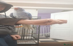 Ringnecks birds for sale: Voilot coloured ringneck for sale  - Image 11