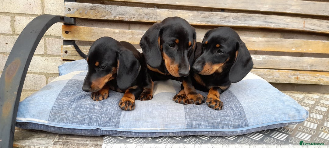 Miniature Dachshund dogs for sale: 14 weeks old 2 girls 2 boys miniature dachshunds - Image 6