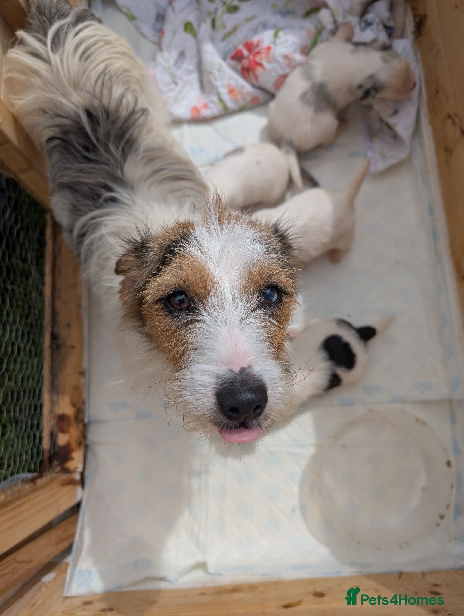 Jack Russell dogs Jack Russell puppies  - Advert 1