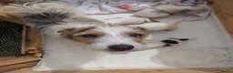 Jack Russell dogs for sale: Jack Russell puppies  in Dundee - Advert 1