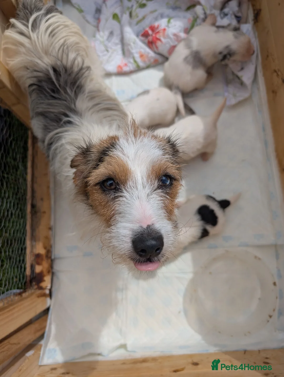 Jack Russell dogs for sale: Jack Russell puppies  in Dundee - Advert 1