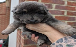 German Shepherd dogs for sale: Gorgeous and Rare German Shepherd Puppies for Sale - Advert 8