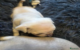 Pug dogs for sale: Beautiful Pug Puppies Male Female - Image 4
