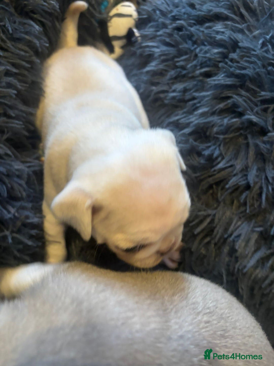 Pug dogs for sale: Beautiful Pug Puppies Male Female - Image 4