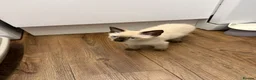 Siamese cats for sale: Smokey the Siamese - Advert 3