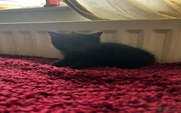 Mixed Breed cats for sale: Mixed breed kittens  - Image 5