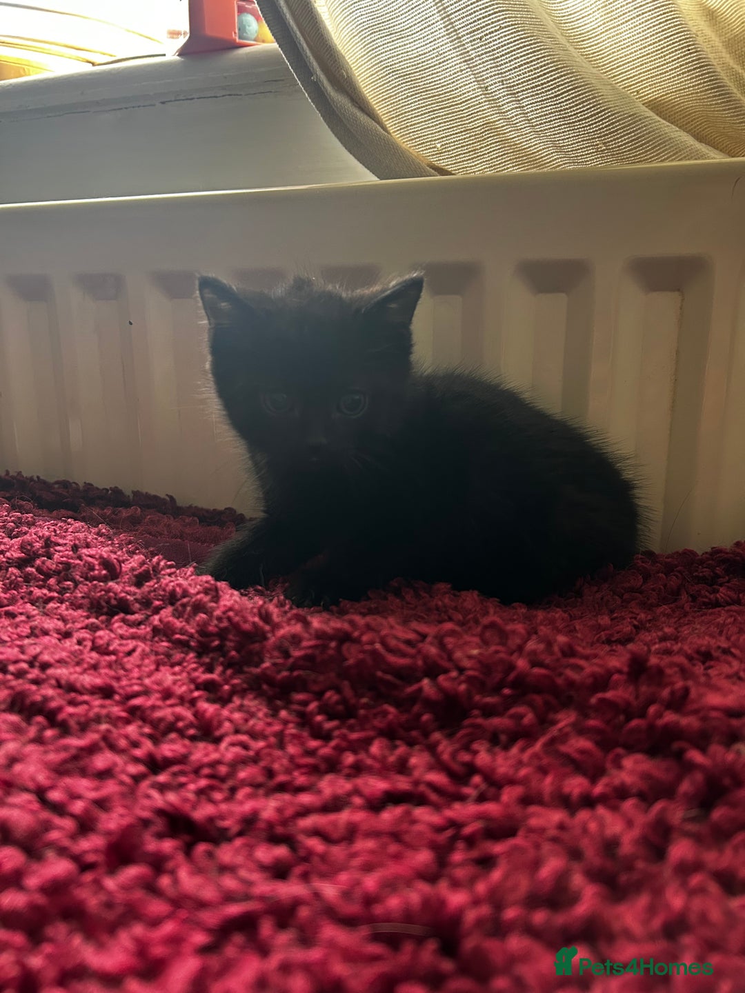 Mixed Breed cats for sale: Mixed breed kittens  - Image 5