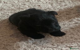 Scottish Terrier dogs for sale: Beautiful Scottish Terrier puppies  - Image 7